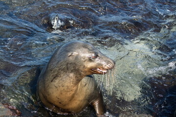 Sea lion in a tidal pool at Punta Espinoza, Fernandina Island, Galapagos, Ecuador