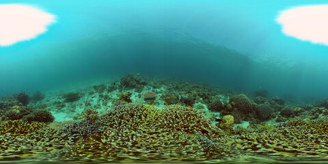 Fototapeta na wymiar Underwater fish reef marine. Tropical colourful underwater seascape. Philippines. Virtual Reality 360.