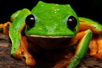 Black eyed Tree Frog agalychnis moreletii
