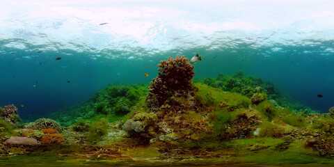 Fototapeta na wymiar The underwater world of coral reef with fishes at diving. Coral garden under water. Coral Reef Fish Scene. Philippines. 360 panorama VR