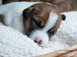portrait of Jack Russell Terrier dog puppies slipping