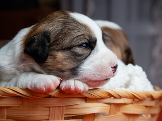 portrait of Jack Russell Terrier dog puppies slipping