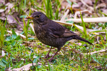 Blackbird female standing on the ground close up