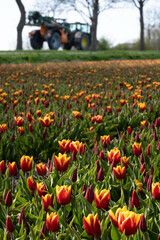 Blurred tulip grower in tractor drives along the red and yellow tulip fields on a beautiful sunny spring day near Rutten in the Netherlands. Focus on the tulips at the bottom of the vertical photo