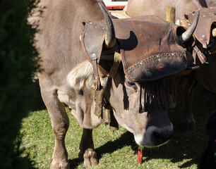 vacas marrones con decoración de cuero en cabeza
