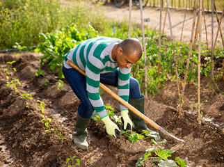 Indian man professional horticulturist with garden mattock at land in garden