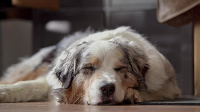 Adorable blue merle Australian Shepherd lying calm on the floor and falls asleep