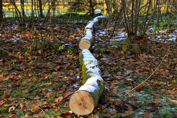 Fallen tree logs in the woods