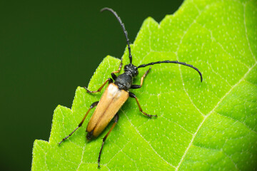 A barbel beetle on a green hydrangea leaf. Close-up. High quality photo