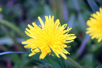 yellow dandelion flower