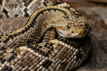 Northwestern Neotropical Rattlesnake Crotalus culminatus