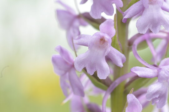 orchis moucheron