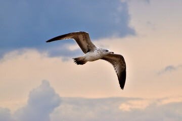 Seagull in flight