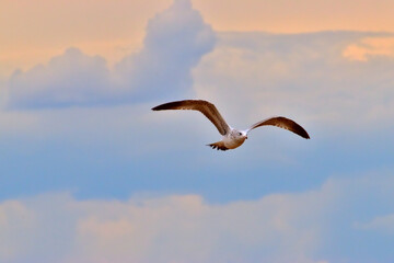 Seagull in flight