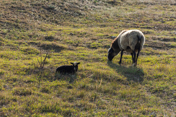 A sheep with funny cute lambs grazing in a meadow. Beautiful gray-black domestic woolly curly-haired animals. The herd is grazing. The concept of caring support for the mother. Mom and kids animals