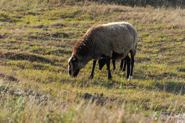 A sheep with funny cute lambs grazing in a meadow. Beautiful gray-black domestic woolly curly-haired animals. The herd is grazing. The concept of caring support for the mother. Mom and kids animals