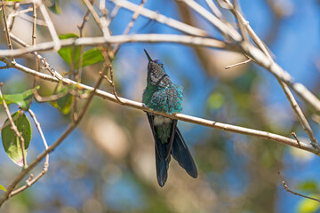 A Fork Tailed woodnymph in a Rainforest tree