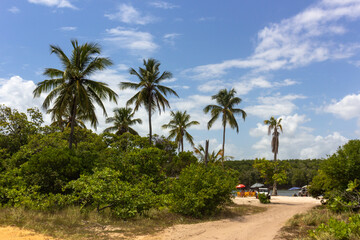Fototapeta na wymiar Vegetation and landscape at Ponta do Saco, located at the end of Saco beach. (Praia do Saco) in Estância, Sergipe Brazil