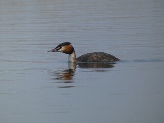 Great crested grebe (Podiceps cristatus) swimming in Śniardwy lake, Poland