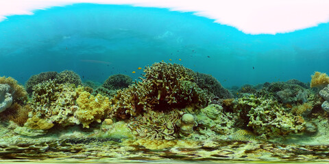 Fototapeta na wymiar Underwater Colorful Tropical Fishes. Tropical underwater sea fishes. Philippines. Virtual Reality 360.