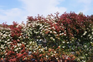 Japanese photinia blossoms. Rosaceae evergreen tree.