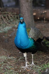 Fototapeta premium peacock with feathers