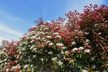 Japanese photinia blossoms. Rosaceae evergreen tree.