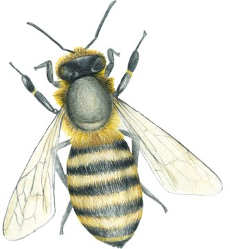 Watercolor clipart bee on white background. Hand draw realistic illustration