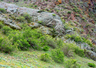 Shengeldi mountains covered with fresh vegetation on an overcast spring day, rocks and grass textures