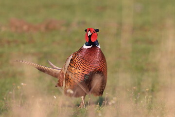 pheasant in the wild, Poland