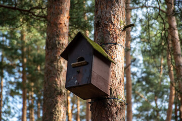 Budka dla ptaków na drzewie