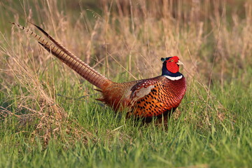 Fototapeta premium pheasant in the field, Polish birds 