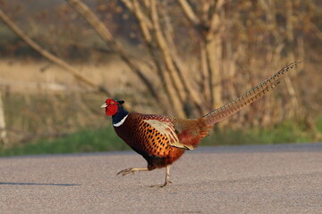 pheasant male in the wild, Poland