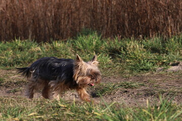 yorkshire terrier on the grass