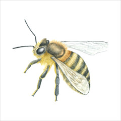 Watercolor clipart bee on white background. Hand draw realistic illustration