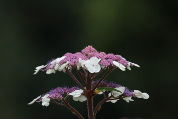 flower on a green background