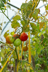 Tomatoes ripen on the bushes.  Tomato is the edible berry of the plant Solanum lycopersicum, commonly known as a tomato plant.