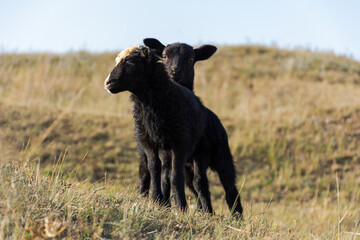 Black lambs stand in a meadow and pose for the camera. Funny little pets. The herd is grazing in the early spring morning. A symbol of spring and newborn life. The concept of diversity, country life