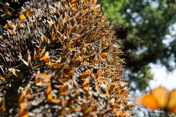 Monarch butterfly flying in Mexico