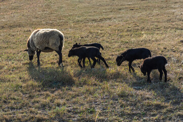 A sheep with funny cute lambs grazing in a meadow. Beautiful gray-black domestic woolly curly-haired animals. The herd is grazing. The concept of caring support for the mother. Mom and kids animals