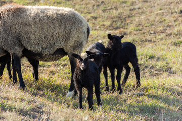 A sheep with funny cute lambs grazing in a meadow. Beautiful gray-black domestic woolly curly-haired animals. The herd is grazing. The concept of caring support for the mother. Mom and kids animals
