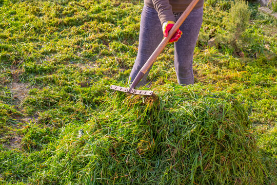 Cleaning mowed green grass from the lawn. The woman rakes the grass into a heap with a metal rake