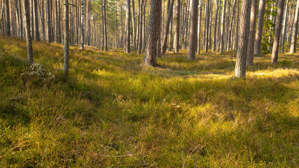 forest in the morning