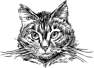 Naklejka premium Sketch portrait of cute domestic cat