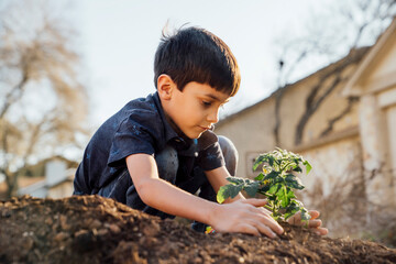 Boy planting tomato plant in garden