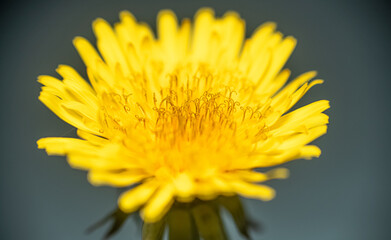 tete de Pissenlit jaune