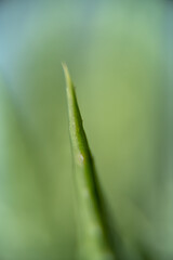 gros plan macro sur une feuille verte d'aloe vera