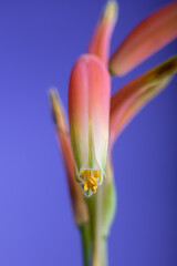 Fleur d'Aloe Vera et ses étamines pleines de pollen