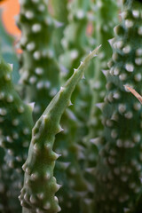 gros plan sur des feuilles vertes d'aloe vera
