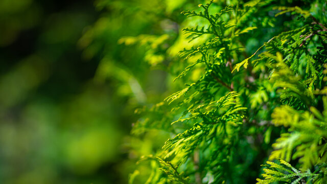 Intensywnie zielona tuja